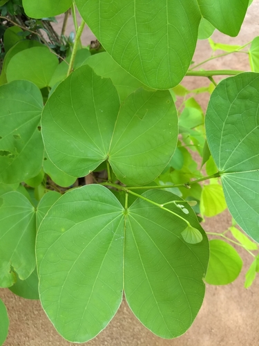 Casco de Vaca - Vista 2